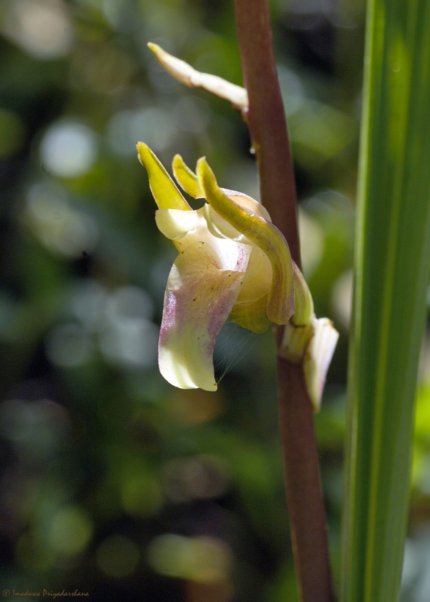 Eulophia nuda Lindl.